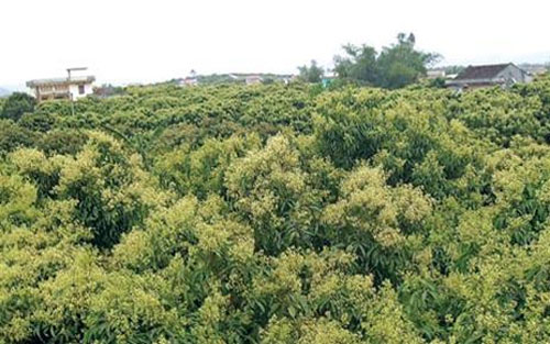 Tăng cường công tác chỉ đạo phòng trừ sâu bệnh trên cây lúa, vải thiều