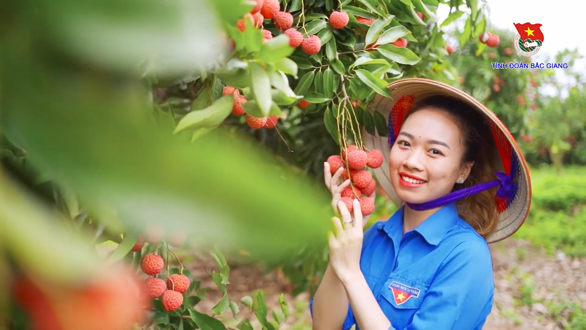 Đặc sản Vải thiều Lục Ngạn Bắc Giang