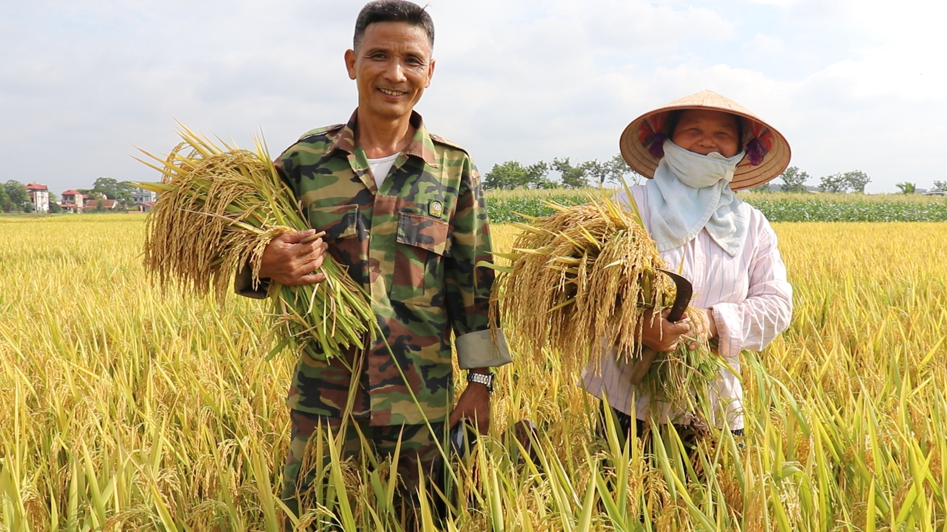 Ảnh 1: Dược mùa nhờ sử dụng cơ giới hóa khép kín trong sản xuất lúa vụ Chiêm Xuân