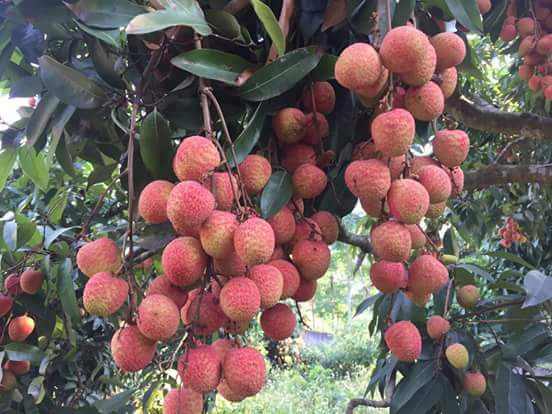 Tân Yên: Chuẩn bị tốt các điều kiện phục vụ sản xuất, xúc tiến tiêu thụ vải thiều  năm 2025