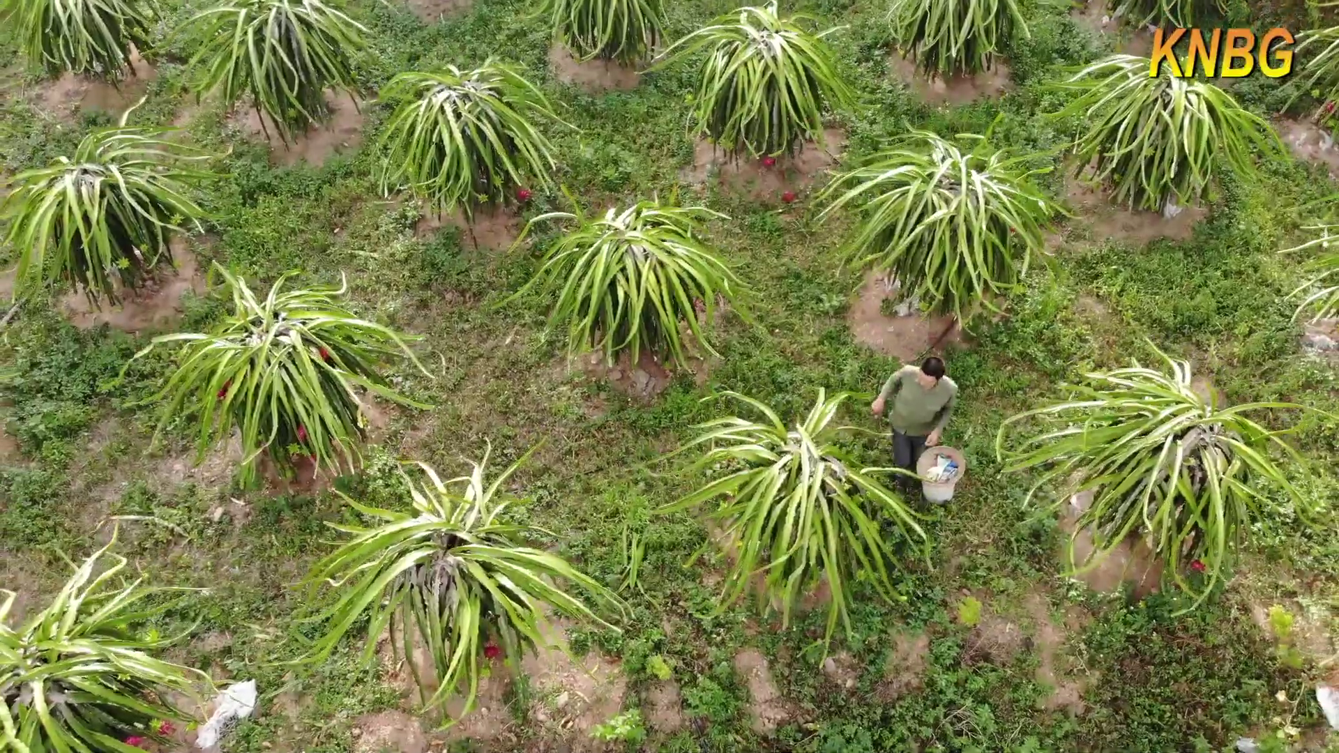PHÓNG SỰ: THANH LONG RUỘT ĐỎ TRÊN ĐẤT NÚI