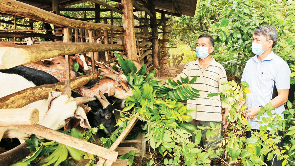 Mô hình nuôi dê sinh sản của hộ ông Nguyễn Hữu Tiền (bên trái), thôn Ngò 2, xã Đồng Kỳ (Yên Thế) mang lại hiệu quả cao. Ảnh: Thế Đại.